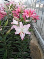 [1783 WillekeAlberti EVR No02.JPG]